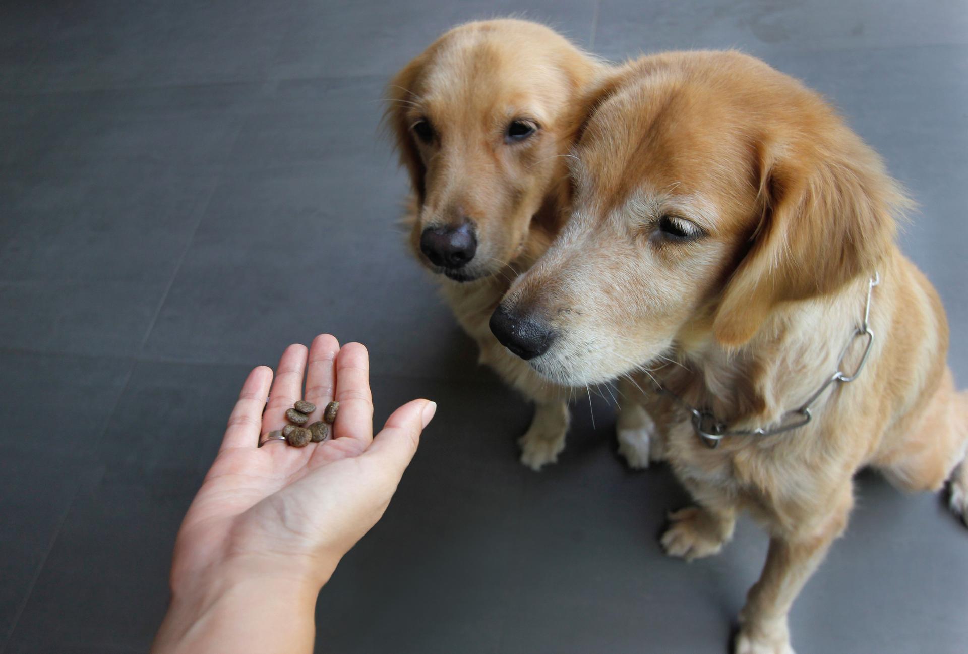 Two Golden Retriever Waiting for Their Treats