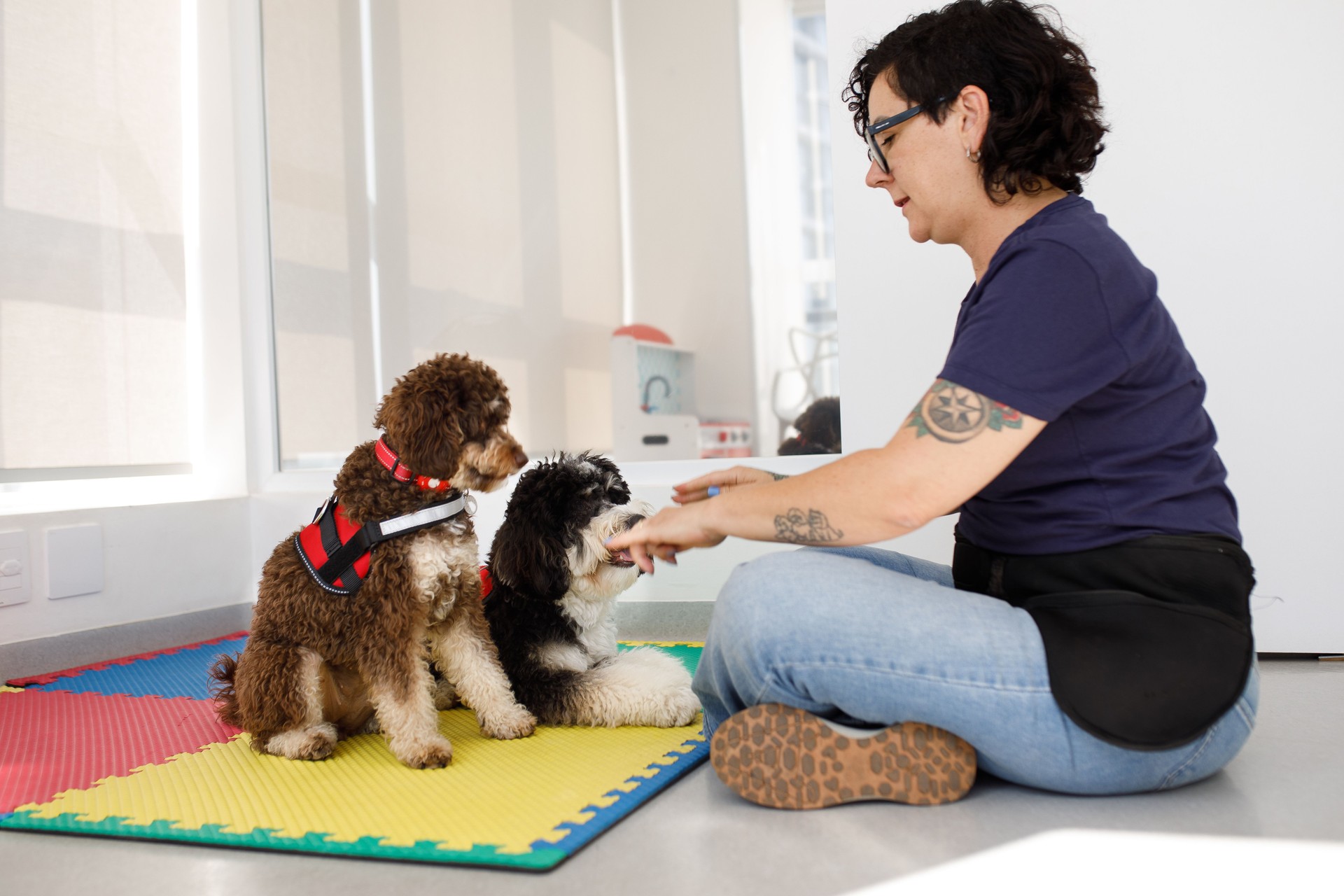 Two dogs being trained to be therapy dogs