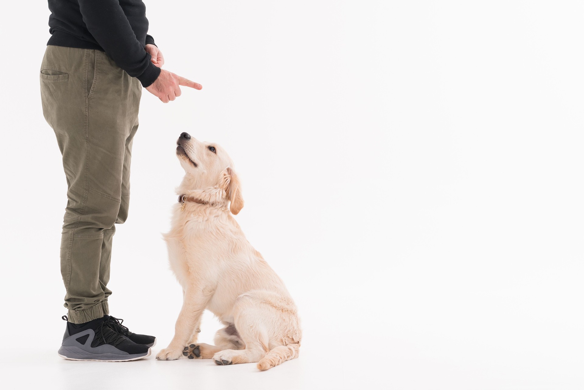 Training a golden retriever Puppy