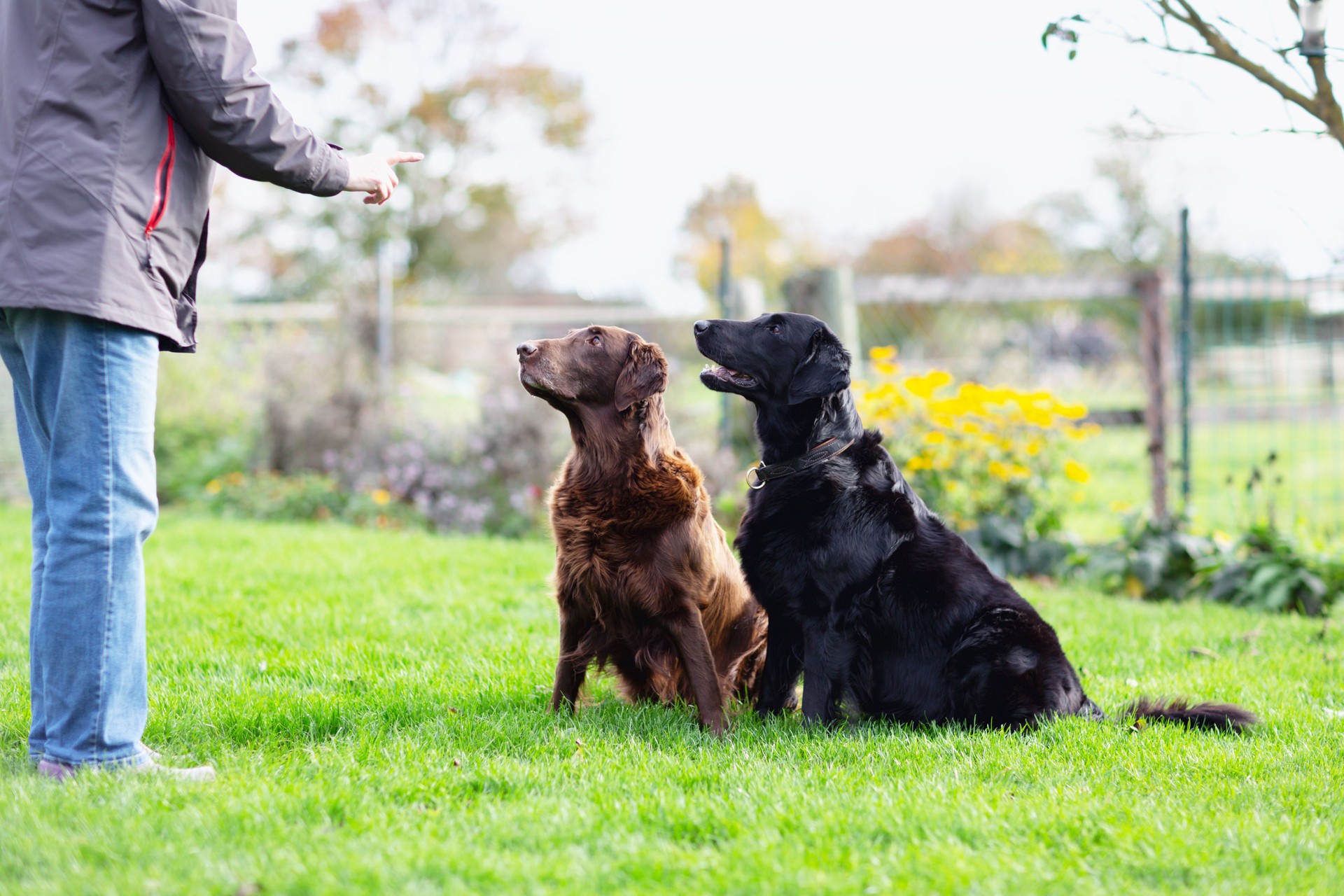 Two retriever dogs doing obedience training with their owner